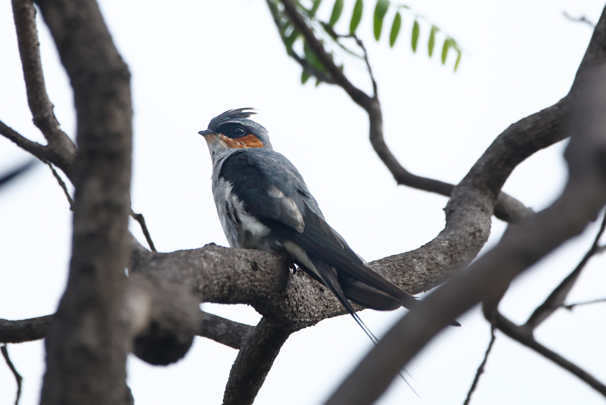 Crested Treeswift illustration