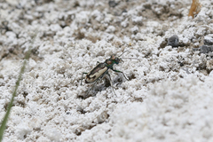 Cicindela parowana platti