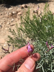 Astragalus casei