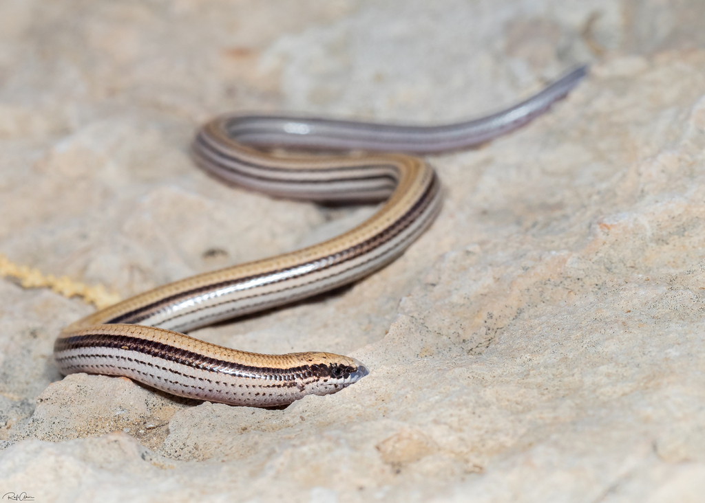 Latast's Snake Skink