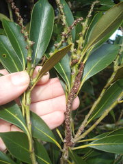 Lithocarpus edulis