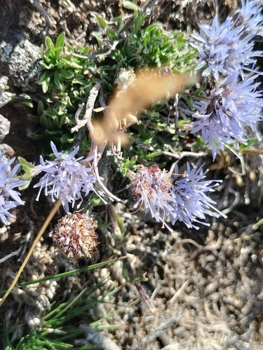 Image of Jasione crispa by (c) Nico Hernandez, some rights reserved (CC BY)
