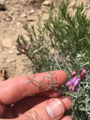 Astragalus casei