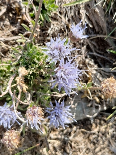 Image of Jasione crispa by (c) Nico Hernandez, some rights reserved (CC BY)