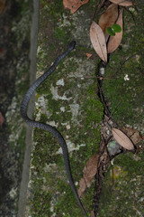 Pareas margaritophorus