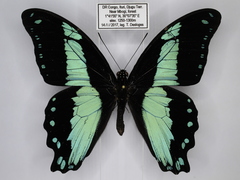 Papilio chrapkowskoides chrapkowskoides