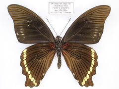 Papilio chrapkowskoides chrapkowskoides