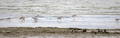 Limosa lapponica baueri