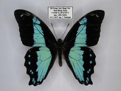 Papilio chrapkowskii