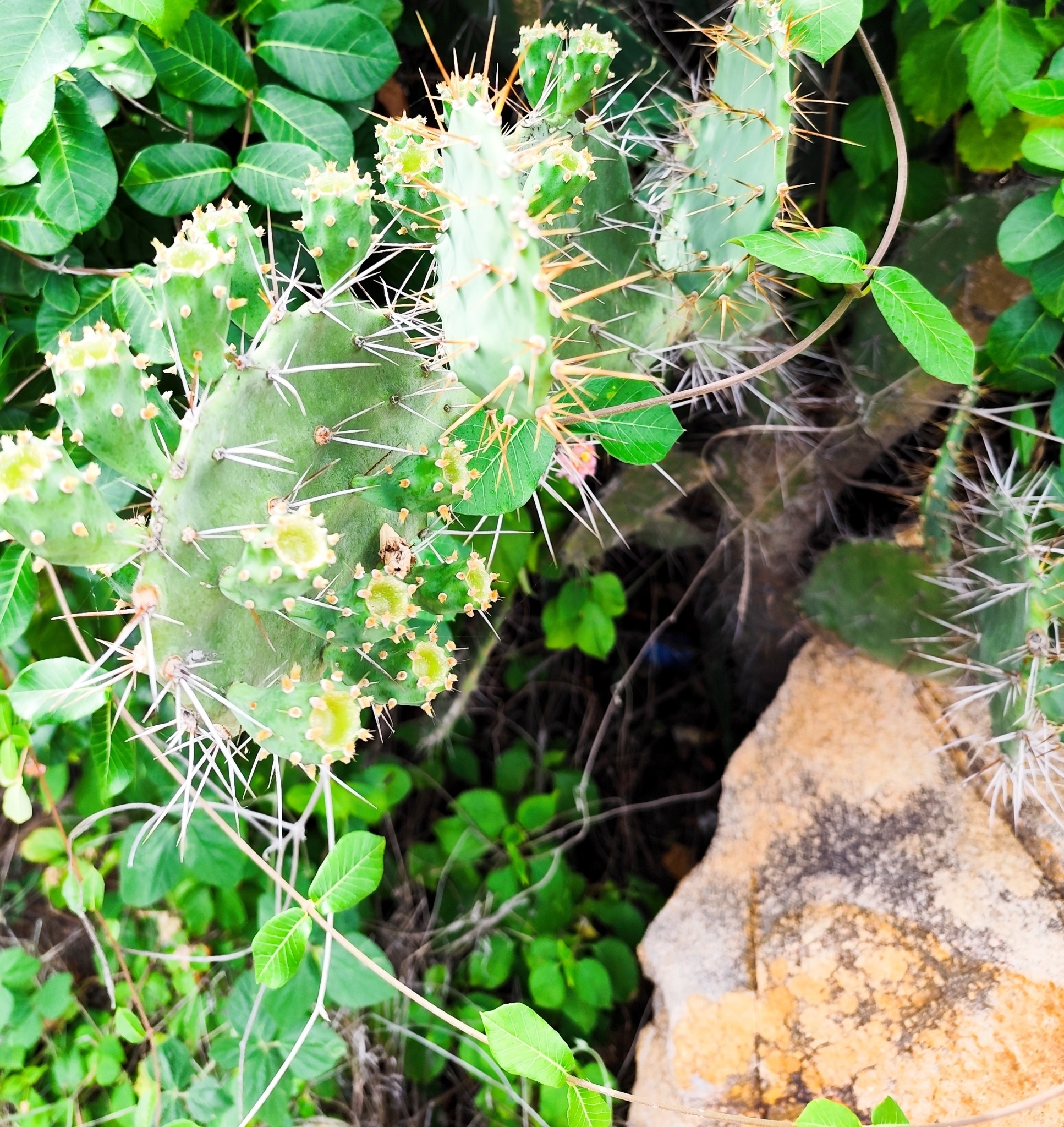 Opuntia caracassana (Opuntia caracassana)