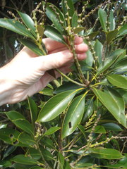 Lithocarpus edulis