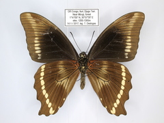 Papilio chrapkowskii