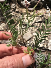 Astragalus lentiginosus semotus