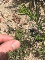 Astragalus lentiginosus semotus