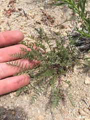 Astragalus lentiginosus semotus