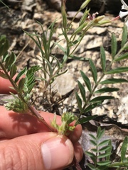 Astragalus lentiginosus semotus