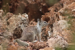 Otospermophilus beecheyi nesioticus