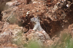 Otospermophilus beecheyi nesioticus