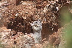 Otospermophilus beecheyi nesioticus