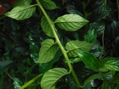 Heliotropium angiospermum