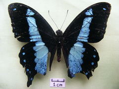Papilio chrapkowskii