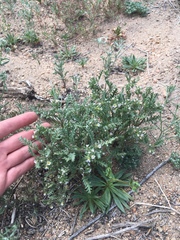 Phacelia glandulifera