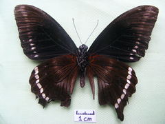 Papilio chrapkowskii