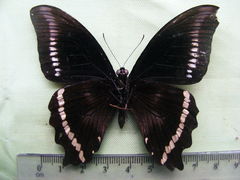 Papilio chrapkowskii