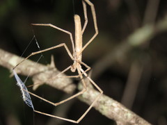 Deinopis longipes