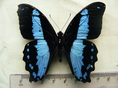 Papilio chrapkowskii