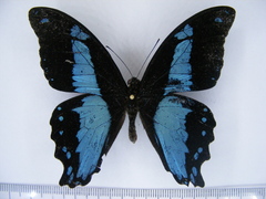 Papilio chrapkowskii