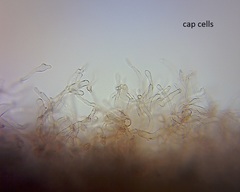 Pseudobaeospora aciculifera