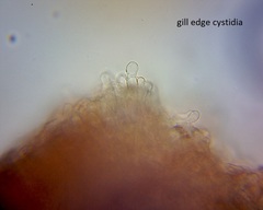 Pseudobaeospora aciculifera