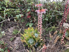 Dudleya palmeri
