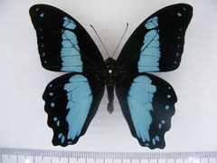 Papilio chrapkowskii