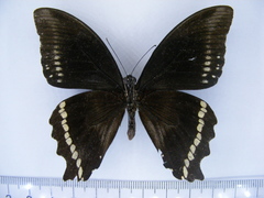 Papilio chrapkowskii