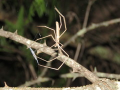 Deinopis longipes