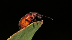 Ecnolagria rufescens