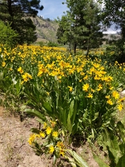 Wyethia amplexicaulis