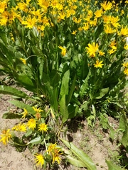 Wyethia amplexicaulis