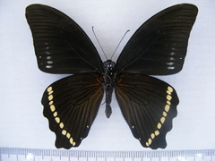 Papilio chrapkowskii