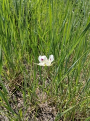 Calochortus eurycarpus