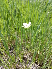 Calochortus eurycarpus