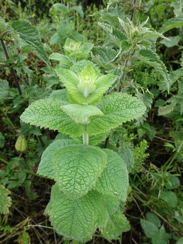Mentha × villosa, photograph 3