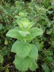 Mentha × villosa, photograph Jamie O'Neill, CC BY, iNaturalist via GBIF