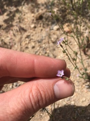 Gilia sinuata