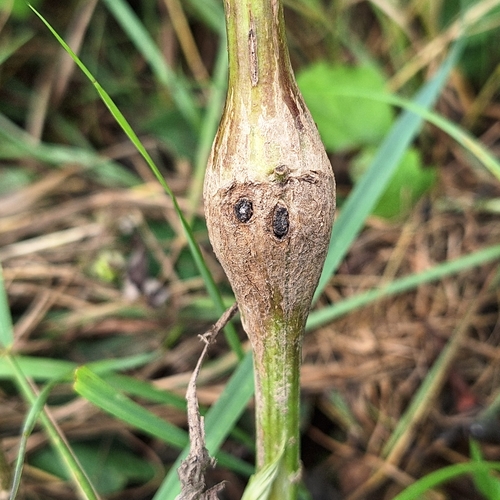 Lasioptera artemisiae