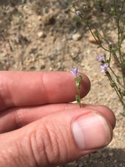 Gilia sinuata
