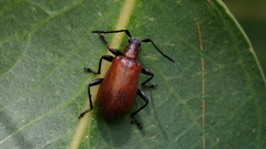 Ecnolagria rufescens