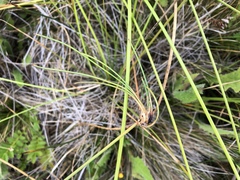 Eleocharis rostellata